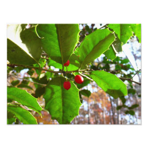 Holly Lövs II Helgdag Nature Botanical Fototryck
