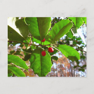 Holly Lövs II Helgdag Nature Botanical Helg Vykort