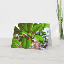 Holly Lövs II Helgdag Nature Botanical