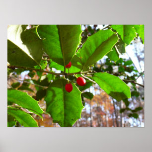 Holly Lövs II Helgdag Nature Botanical Poster