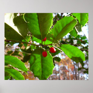 Holly Lövs II Helgdag Nature Botanical Poster