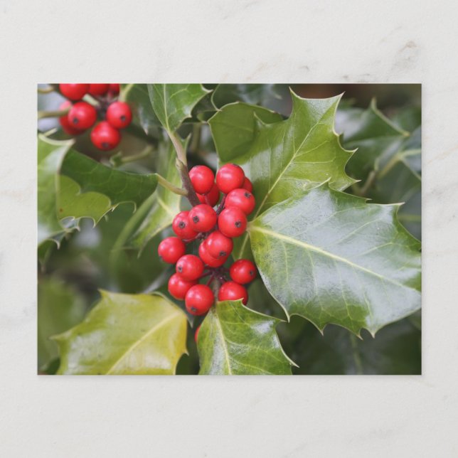 Holly Photo Vykort (Framsida)