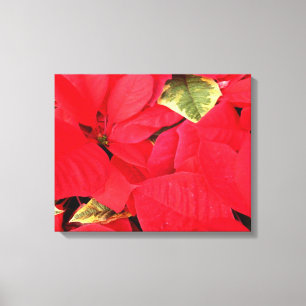 Holly Point Poinsettias Helgdag Blommigt Canvastryck