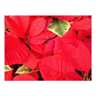 Holly Point Poinsettias Helgdag Blommigt Fototryck