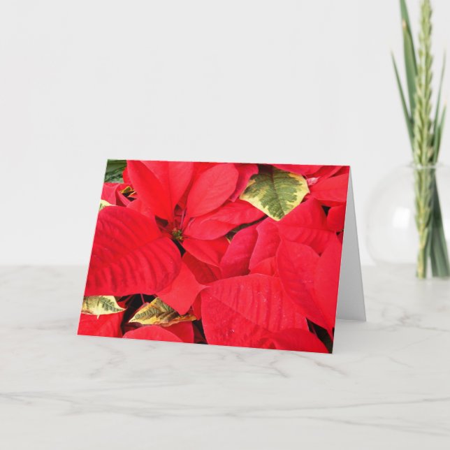 Holly Point Poinsettias Helgdag Blommigt Helgkort (Framsida)
