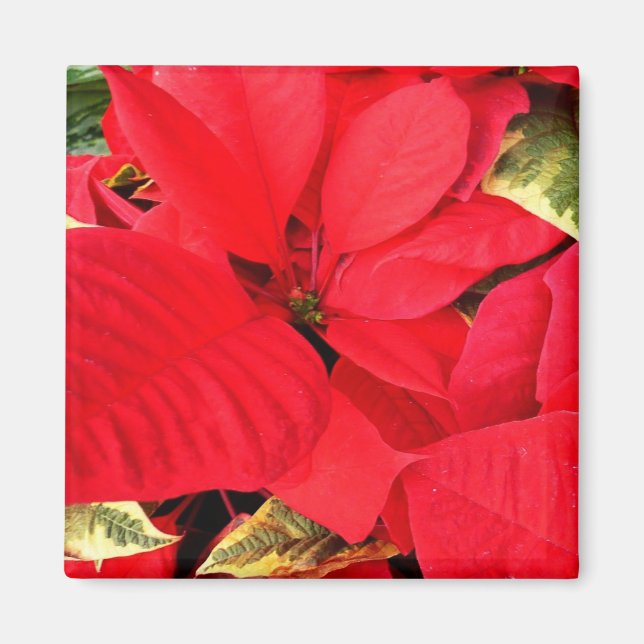Holly Point Poinsettias Helgdag Blommigt Magnet (Framsidan)