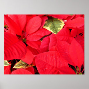 Holly Point Poinsettias Helgdag Blommigt Poster