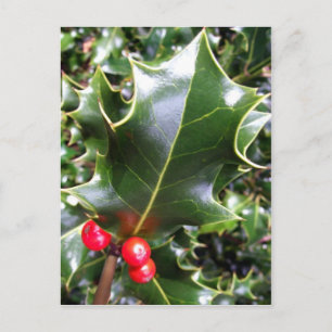 Holly Postcard Vykort