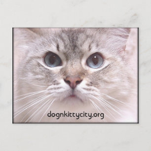 Holly Postcard Vykort