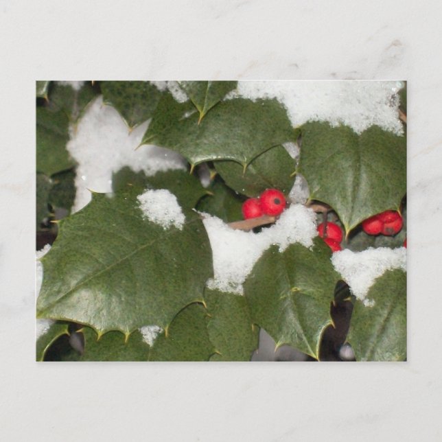 Holly Postcard Vykort (Framsida)