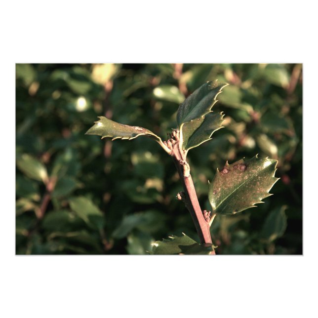 Holly Shrub Fototryck (Framsidan)