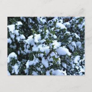 Holly täckt av snö vykort