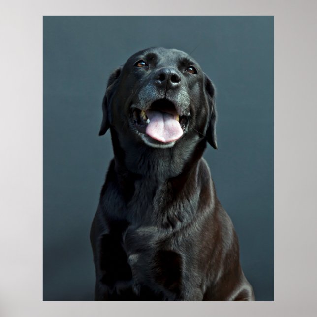 Holly the black Labrador Poster (Framsidan)