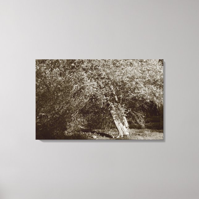 Holly Träd - Sepia Canvastryck (Framsida)