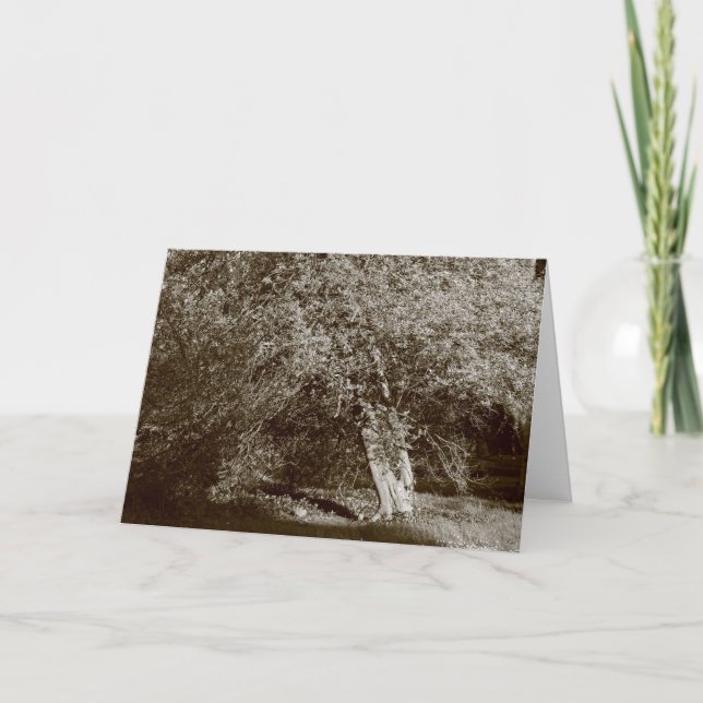 Holly Träd - Sepia Kort (Framsida)