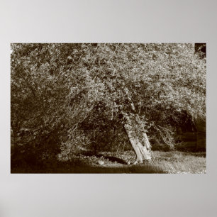 Holly Träd - Sepia Poster