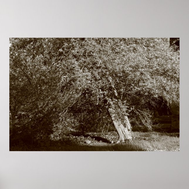 Holly Träd - Sepia Poster (Framsidan)