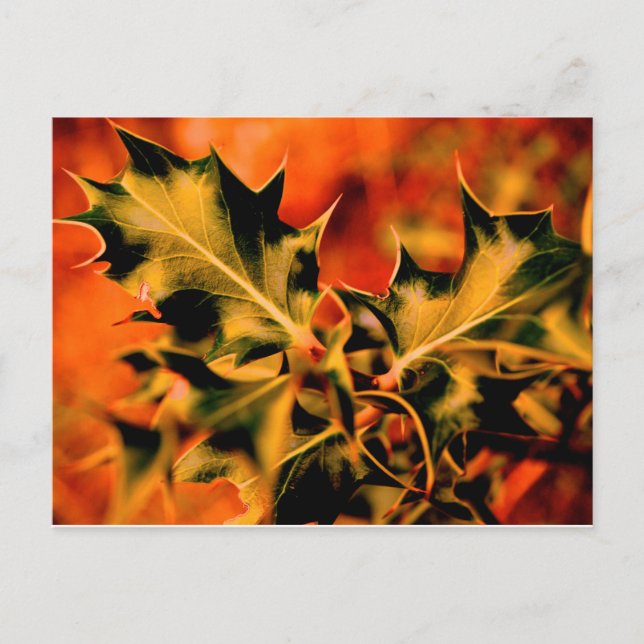 Holly Vykort (Framsida)