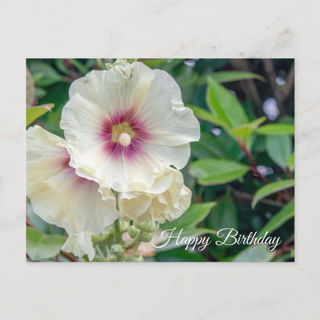 Hollyhock-blomsterfödelsedagskort Vykort (Framsida)