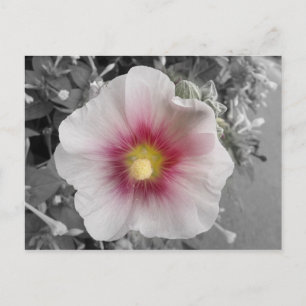 Hollyhock on Ile de Re, Frankrike Vykort