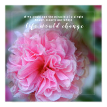 Hollyhock Rosa Flower Photo Quote