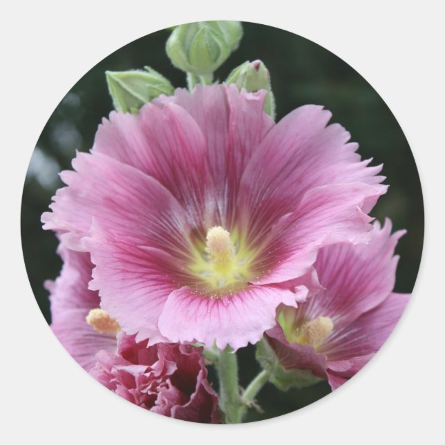 Hollyhock Runt Klistermärke (Framsida)