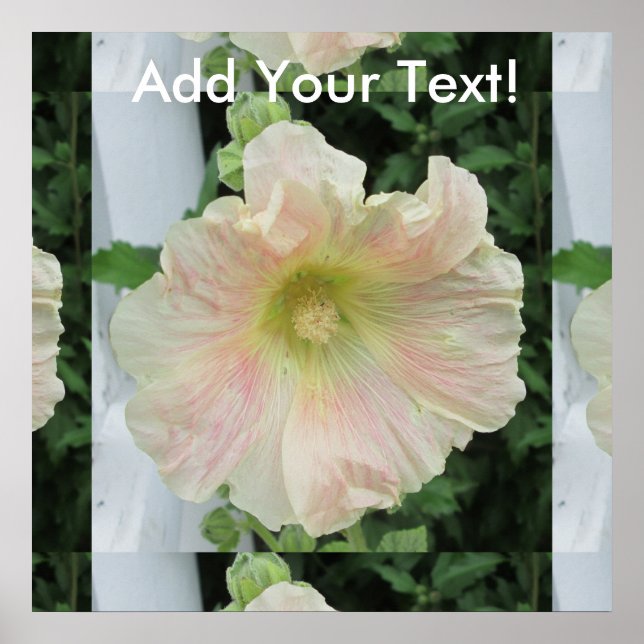 Hollyhock White Söt Flower Poster (Framsidan)