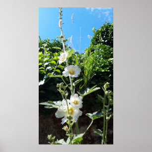 Hollyhocks-blomman, Alcea Alba Poster
