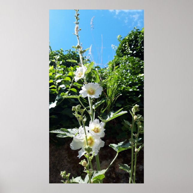 Hollyhocks-blomman, Alcea Alba Poster (Framsidan)