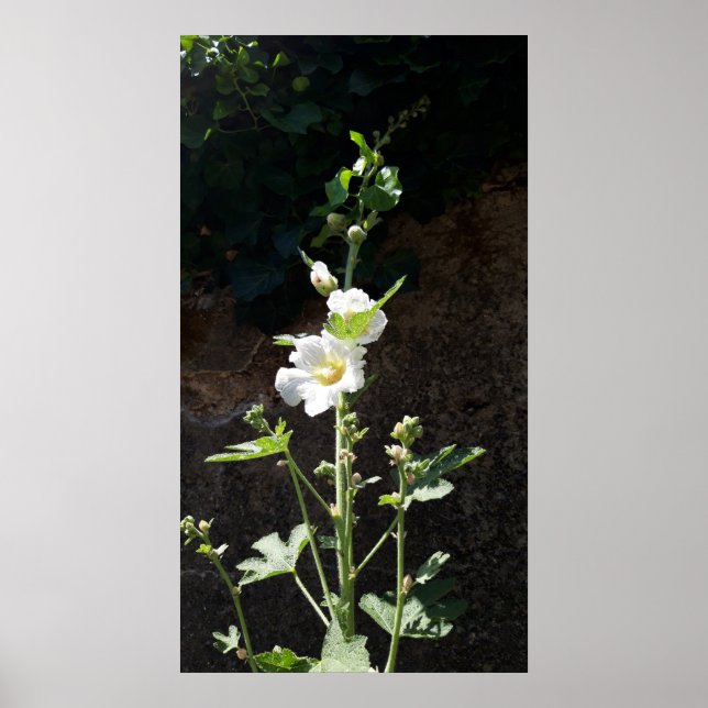 Hollyhocks-blomman, Alcea Alba Poster (Framsidan)