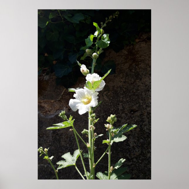 Hollyhocks-blomman, Alcea Alba Poster (Framsidan)