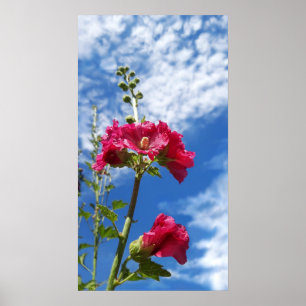 Hollyhocks-blomman, Alcea Rosea Poster