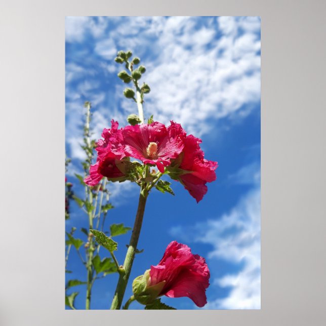 Hollyhocks-blomman, Alcea Rosea Poster (Framsidan)
