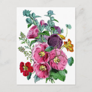 Hollyhocks Botanical Illustration Vykort