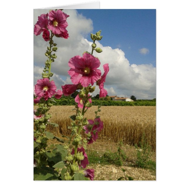Hollyhocks Hälsningskort (Framsidan)