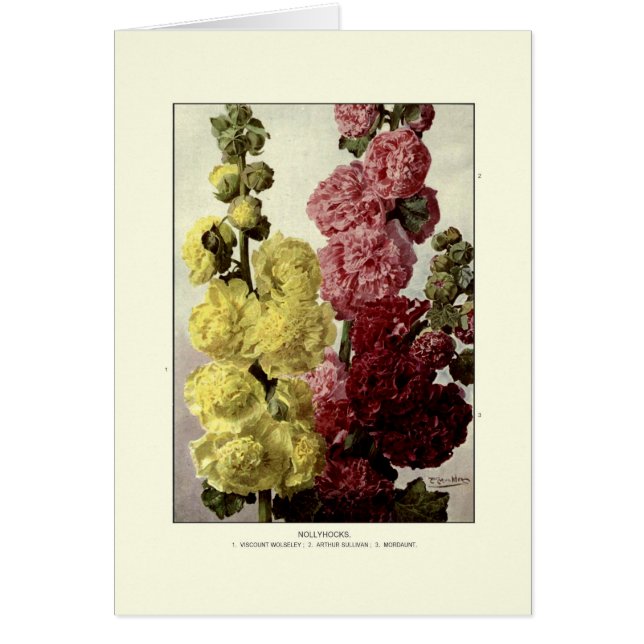 Hollyhocks Hälsningskort (Framsidan)