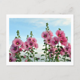 Hollyhocks: Japan Postcard Vykort