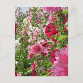 Hollyhocks: Japan Postcard Vykort
