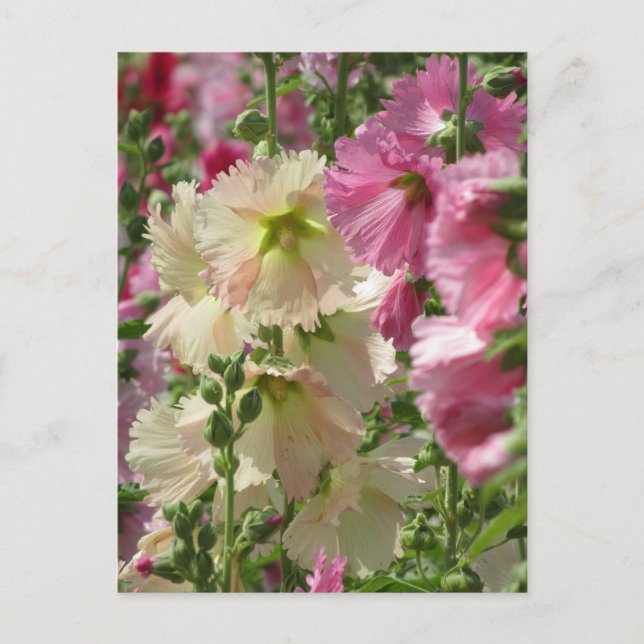 Hollyhocks: Japan Vykort (Framsida)