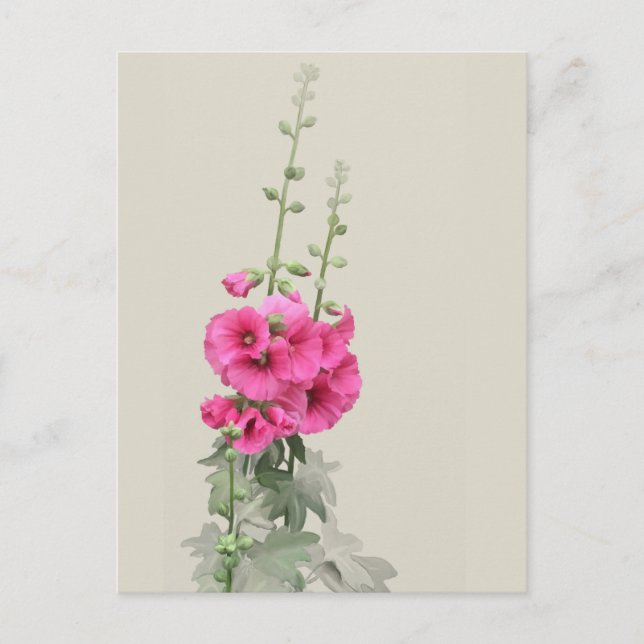 Hollyhocks Vykort (Framsida)