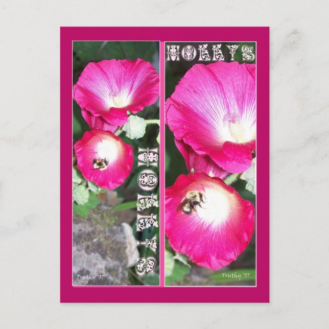 HOLLYS BOKMÄRKEN VYKORT (Framsida)