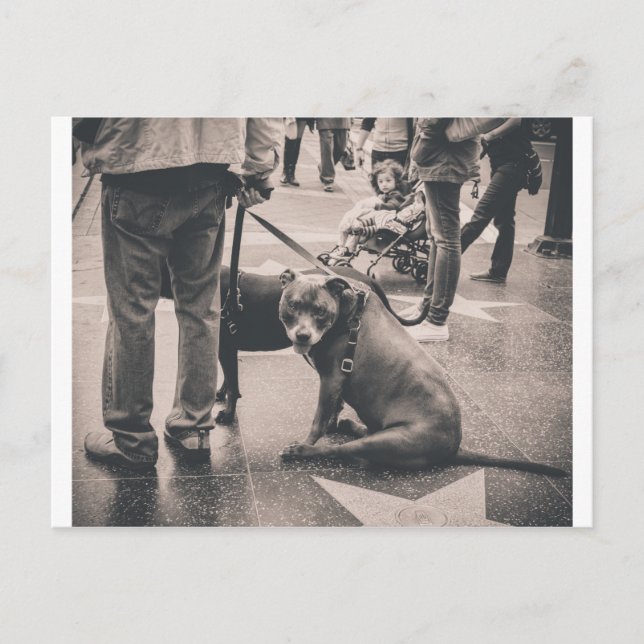 Hollywood Blvd Vykort (Framsida)