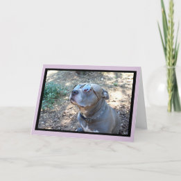 Hollywood Pitbull Valentines Day Card Helgkort