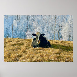 Holstein Calf på Frosty Alberta Morgon Poster