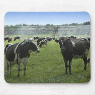 Holstein Cattle Mousepad Musmatta
