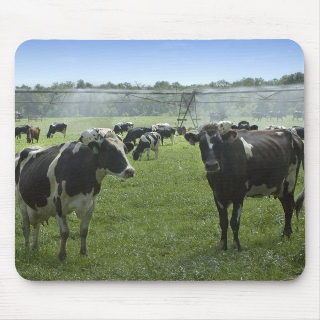 Holstein Cattle Mousepad Musmatta (Framsidan)