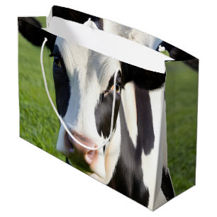 Holstein Cow