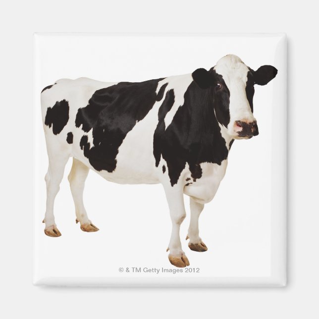 Holstein Cow | Bos taurus Magnet (Framsidan)