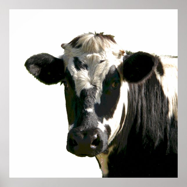 Holstein Cow Farm Animal Dairy Black & White Poster (Framsidan)