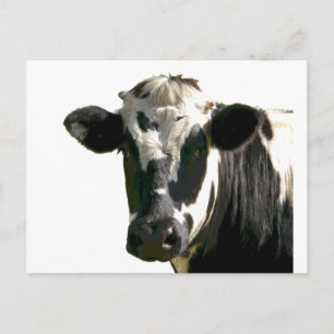 Holstein Cow Farm Animal Dairy Black & White Vykort